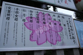 平野神社の桜の説明看板