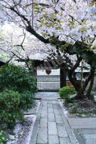 雨宝院の歓喜桜