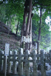 月読神社のむすびの木