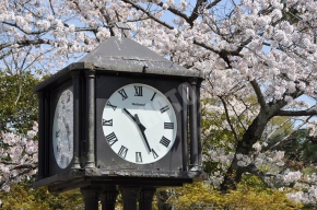 円山公園の時計台の桜