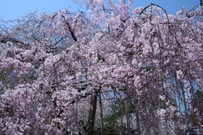 平野神社の50種類、約400本の桜