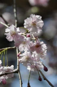 三千院の桜