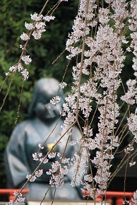 比較的早めに開花する阿亀桜