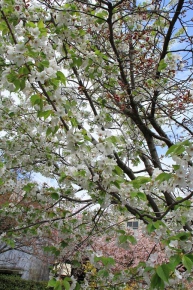 様々な種類の桜