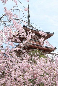 三重塔と桜