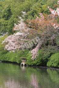 法成就池の桜