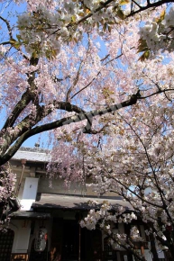 不動堂前の桜