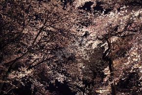 桜の園の桜
