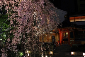 太子堂と夜桜