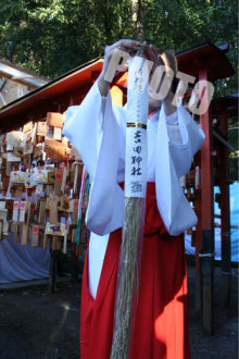 吉田神社の稲穂