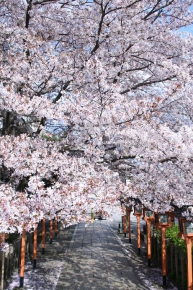 六孫王神社の遅咲きの桜