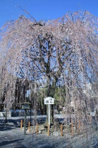 大報恩寺(千本釈迦堂）の阿亀桜