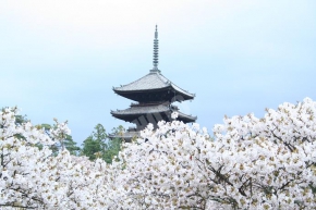 仁和寺から見える御室桜と五重塔