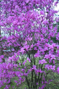 仁和寺のミツバツツジ