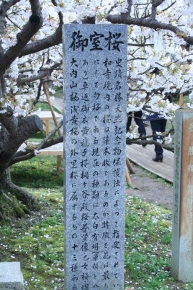 仁和寺の御室桜の石碑