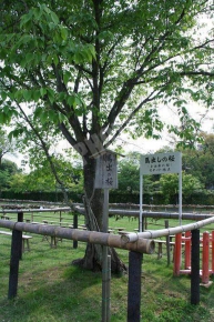 賀茂競馬（上賀茂神社）の馬出の桜