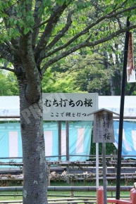 賀茂競馬（上賀茂神社）のむち打ちの桜