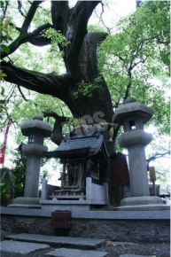 若一神社の楠木