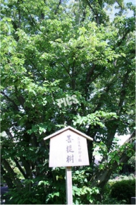 乙訓寺の菩提樹