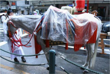 祇園祭 社参の儀の白馬