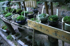祇王寺の祇王寺の苔庭は数種類の苔から成り立つ