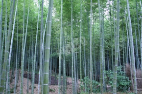 天龍寺の竹林