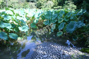 池泉回遊式浄土庭園