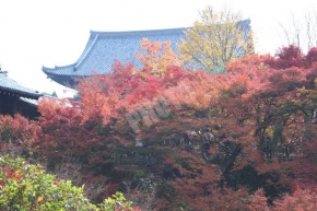 東福寺の秋の本堂