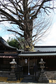 大将軍神社の樹齢800年の御神木の大銀杏