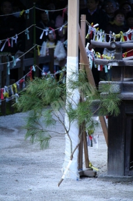 下鴨神社の蹴鞠初め　松の木