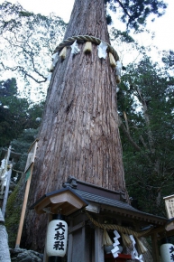 由岐神社の大杉