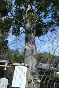 熊野若王子神社の梛
