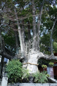 満足稲荷神社のもちの木
