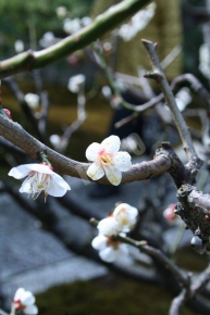 正伝永源院に咲いている梅の花