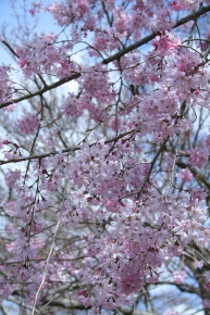 宝厳院のそれにしても桜が綺麗
