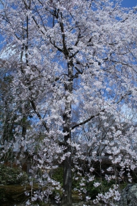宝厳院の綺麗な桜