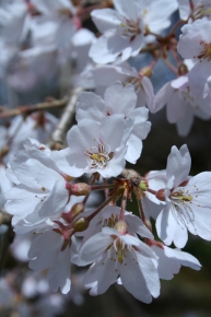 宝厳院の桜
