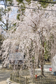 長岡天満宮の枝垂桜