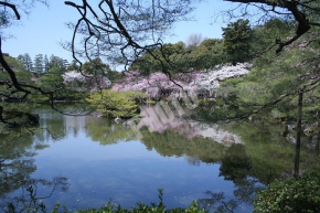 平安神宮 神苑の栖鳳池の水面に綺麗な桜が写り込む