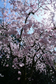 平安神宮 神苑の桜は満開