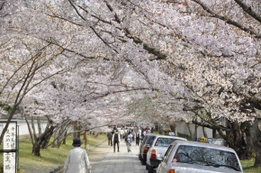 醍醐寺 その2の桜のアーチ