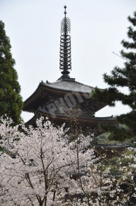 醍醐寺 その2の桜と五重塔