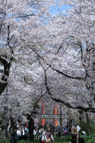 平野神社の桜園