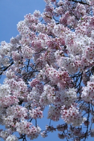 平野神社 その2の花見