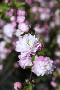 平野神社 その2の鬱金（うこん）の桜