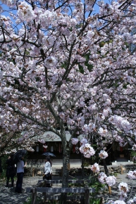 平野神社 その2の桜
