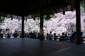平野神社の舞殿からの見える桜