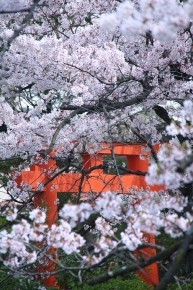 神泉苑 その2の桜と鳥居