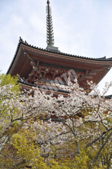 清水寺 その2の桜と三重塔