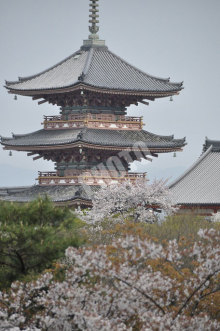 清水寺 その2の日本最大の三重塔